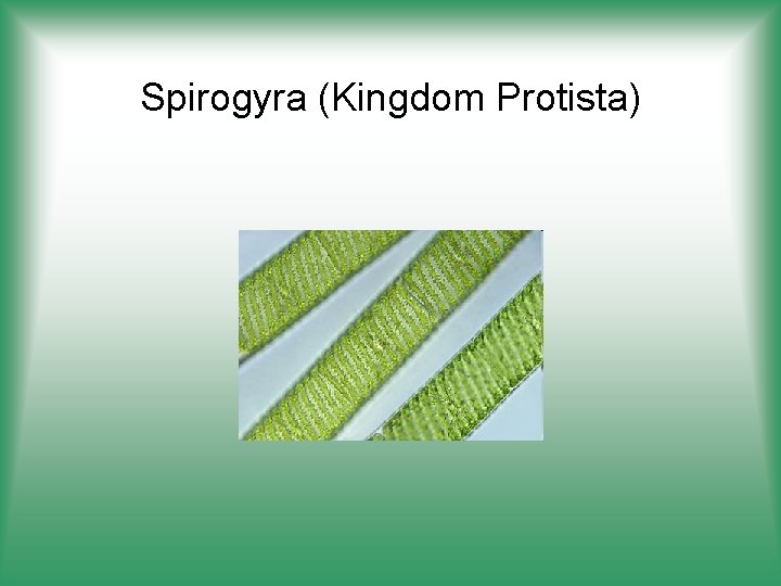 Spirogyra (Kingdom Protista) 