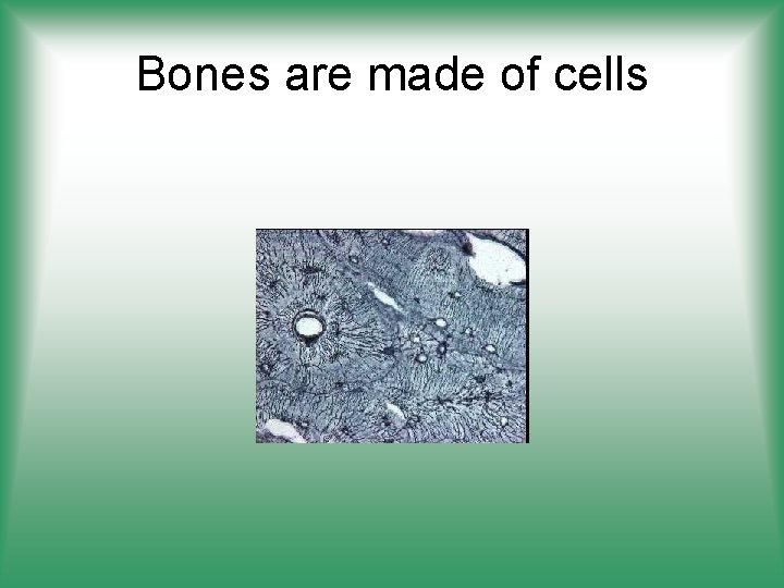 Bones are made of cells 