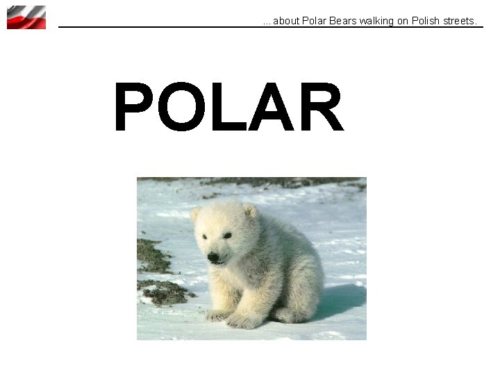 …about Polar Bears walking on Polish streets. POLAR 
