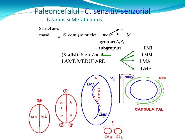 Paleoncefalul C. senzitiv-senzorial Talamus şi Metatalamus Structura: L masă S. cenuşie nucleii – mase