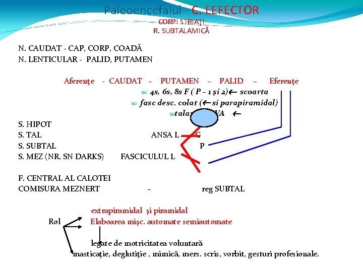Paleoencefalul - C. EEFECTOR CORPI STRIAŢI R. SUBTALAMICĂ N. CAUDAT - CAP, CORP, COADĂ