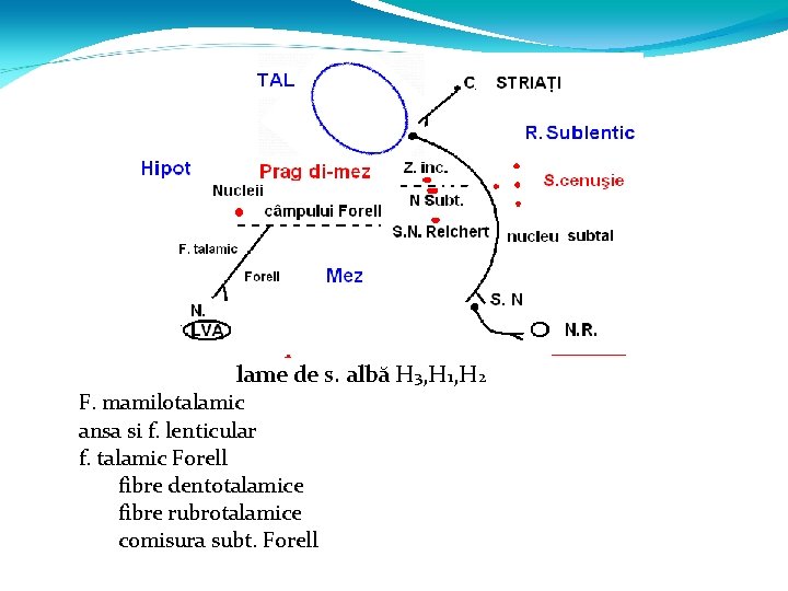 Reg. SUBTALAMICĂ Câmpul Forell lame de s. albă H 3, H 1, H 2