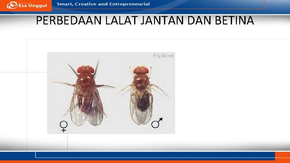 PERBEDAAN LALAT JANTAN DAN BETINA 