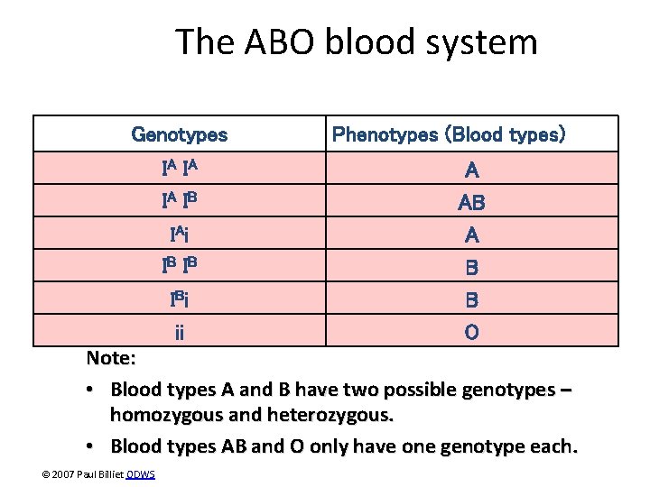 The ABO blood system Genotypes IA I A IA I B IA i IB