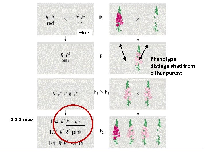 2. Dominansi tak sempurna white Phenotype distinguished from either parent 1: 2: 1 ratio