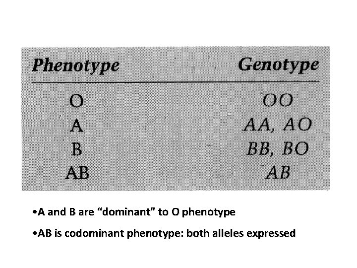  • A and B are “dominant” to O phenotype • AB is codominant