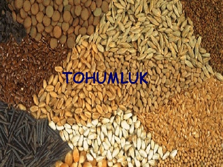 TOHUMLUK 4 