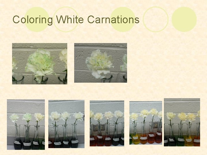 Coloring White Carnations 