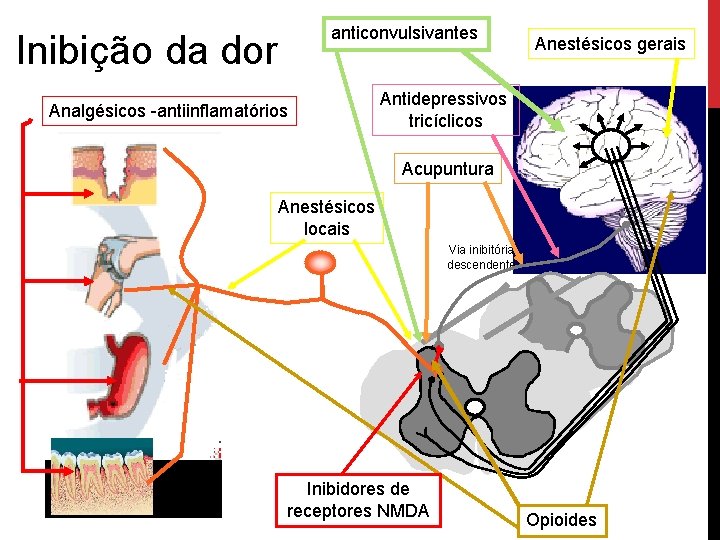 anticonvulsivantes Inibição da dor Analgésicos -antiinflamatórios Anestésicos gerais Antidepressivos tricíclicos Acupuntura Anestésicos locais periferia