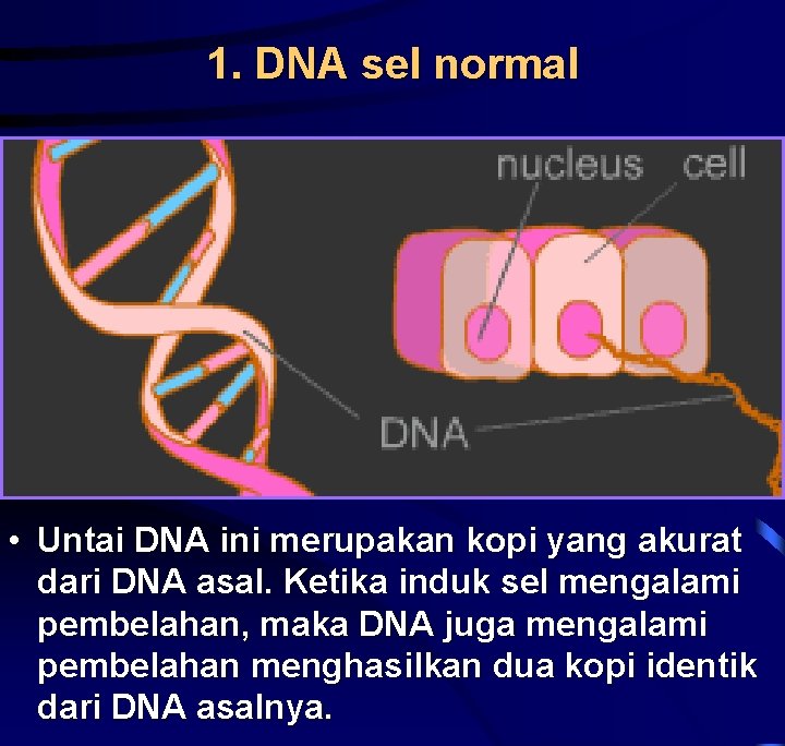 1. DNA sel normal • Untai DNA ini merupakan kopi yang akurat dari DNA