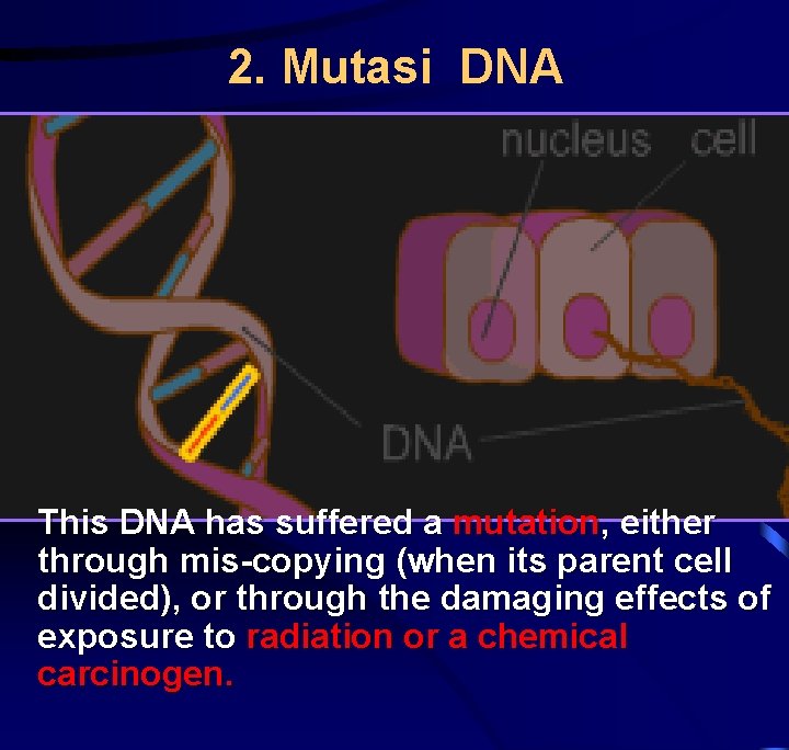 2. Mutasi DNA This DNA has suffered a mutation, either through mis-copying (when its