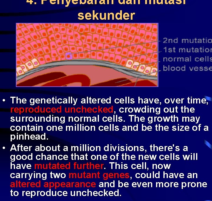 4. Penyebaran dan mutasi sekunder • The genetically altered cells have, over time, reproduced