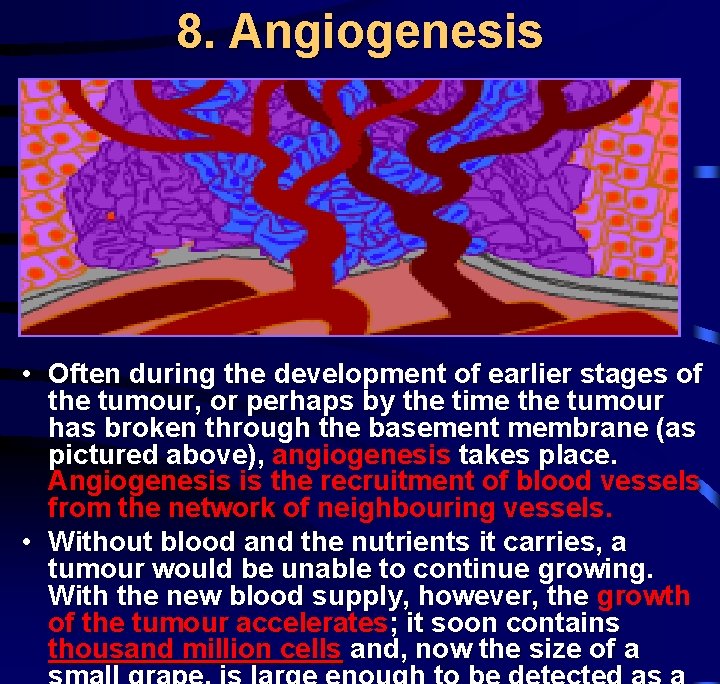 8. Angiogenesis • Often during the development of earlier stages of the tumour, or