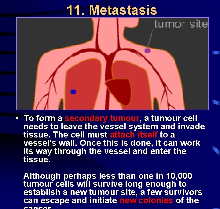  11. Metastasis • To form a secondary tumour, a tumour cell needs to