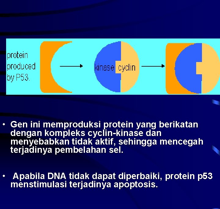  • Gen ini memproduksi protein yang berikatan dengan kompleks cyclin-kinase dan menyebabkan tidak