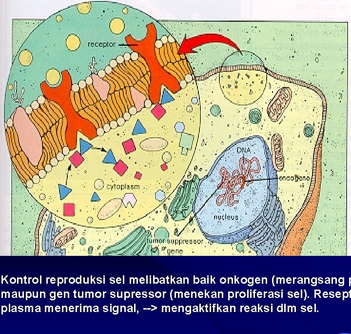 Kontrol reproduksi sel melibatkan baik onkogen (merangsang p maupun gen tumor supressor (menekan proliferasi