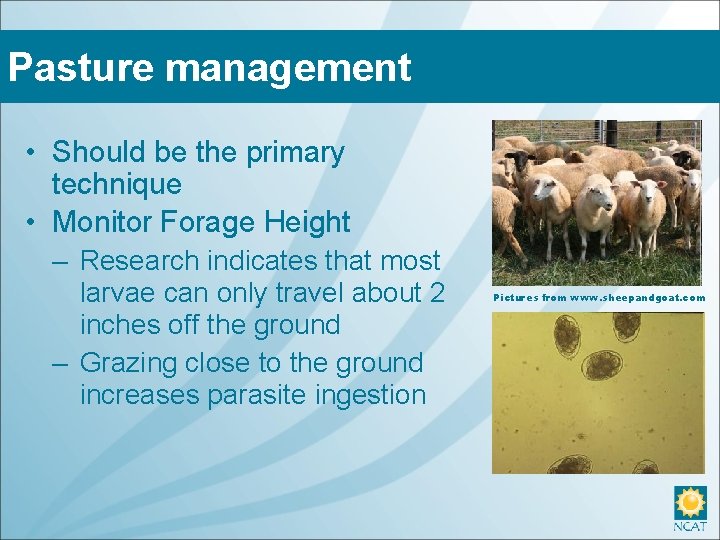 Pasture management • Should be the primary technique • Monitor Forage Height – Research