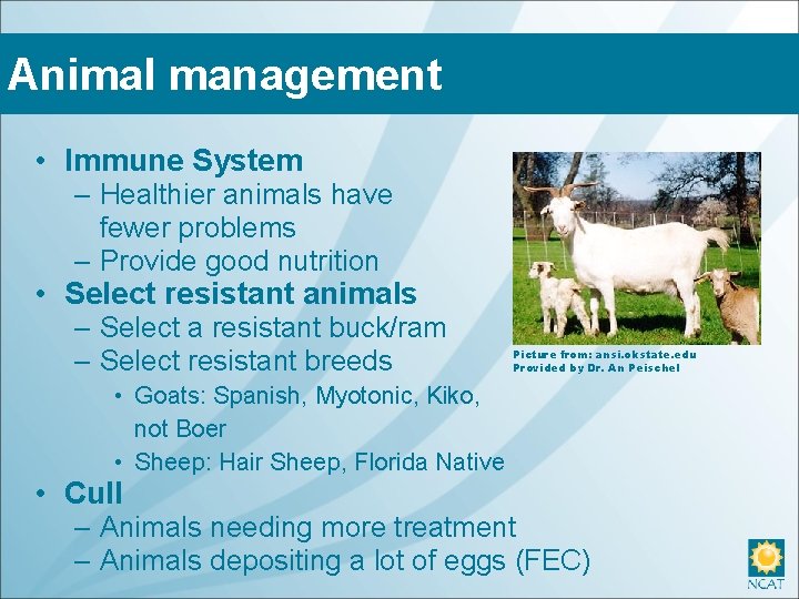 Animal management • Immune System – Healthier animals have fewer problems – Provide good