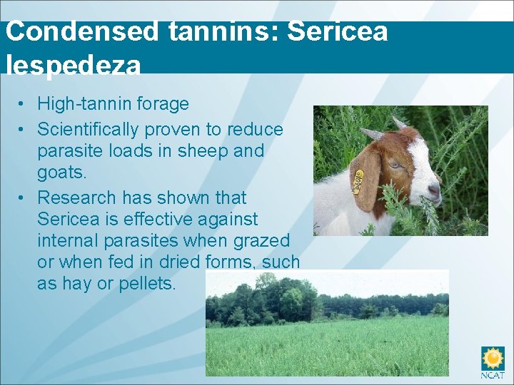 Condensed tannins: Sericea lespedeza • High-tannin forage • Scientifically proven to reduce parasite loads