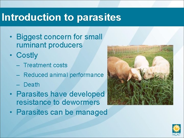 Introduction to parasites • Biggest concern for small ruminant producers • Costly – Treatment