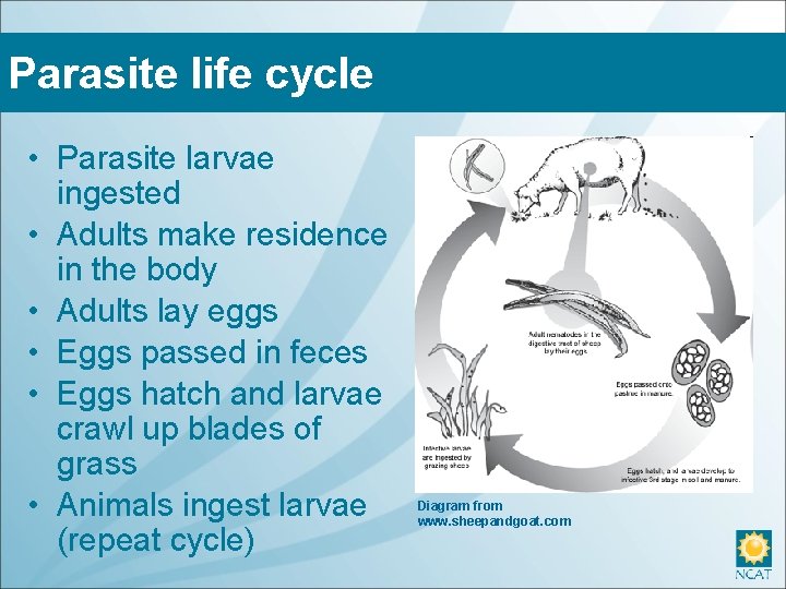 Parasite life cycle • Parasite larvae ingested • Adults make residence in the body