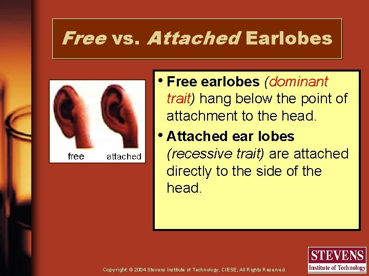 Free vs. Attached Earlobes • Free earlobes (dominant trait) hang below the point of