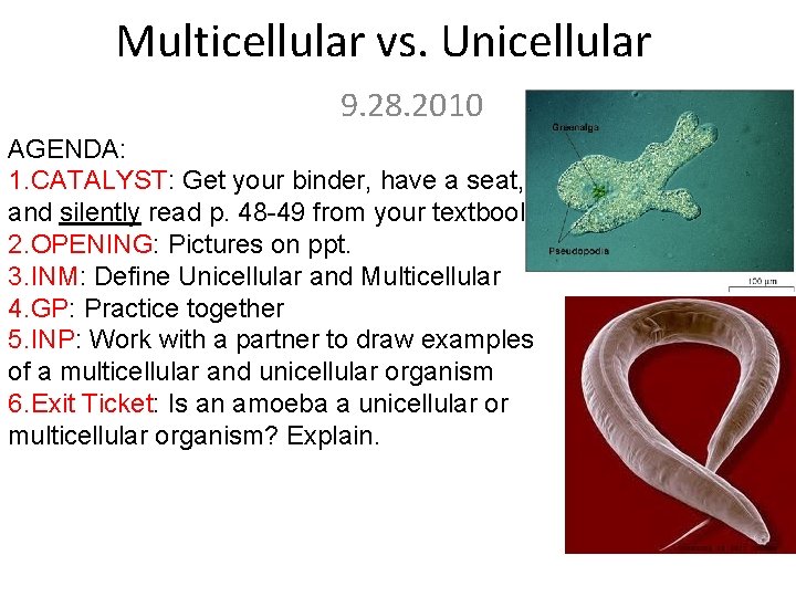 Multicellular vs. Unicellular 9. 28. 2010 AGENDA: 1. CATALYST: Get your binder, have a
