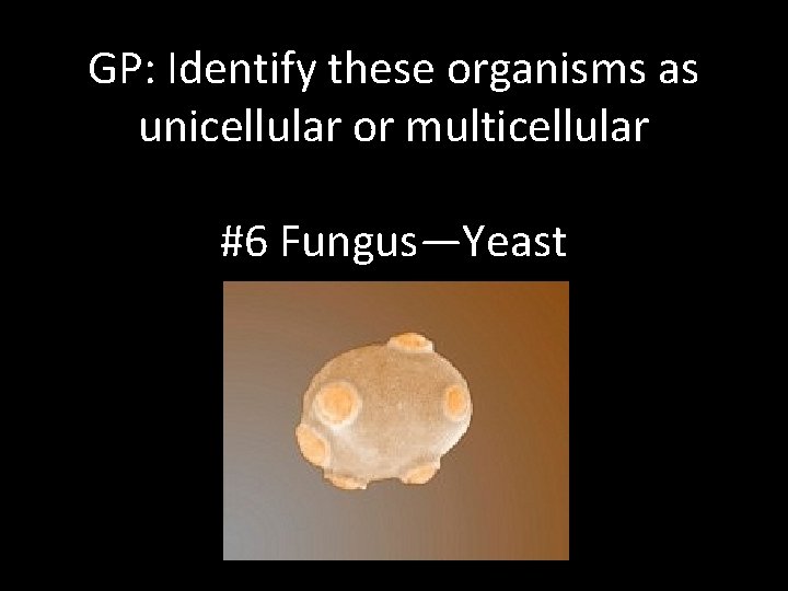 GP: Identify these organisms as unicellular or multicellular #6 Fungus—Yeast 