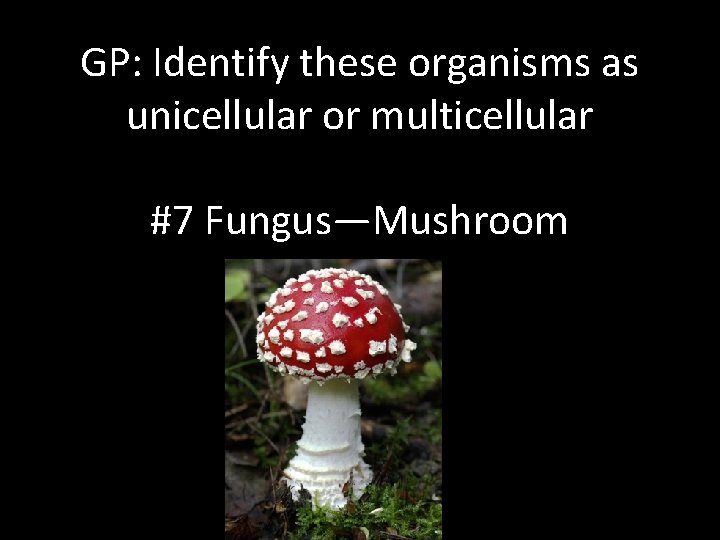 GP: Identify these organisms as unicellular or multicellular #7 Fungus—Mushroom 