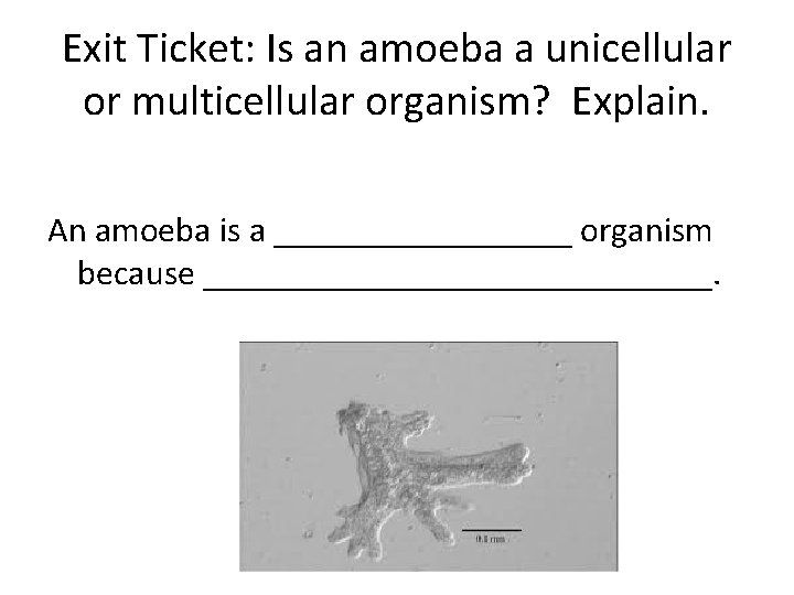 Exit Ticket: Is an amoeba a unicellular or multicellular organism? Explain. An amoeba is