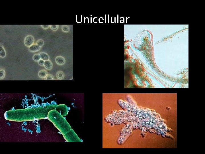 Unicellular 
