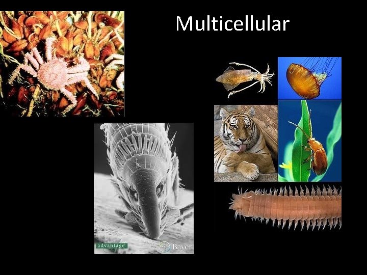 Multicellular 
