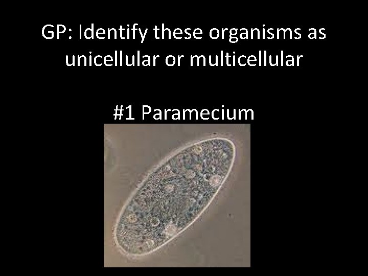 GP: Identify these organisms as unicellular or multicellular #1 Paramecium 