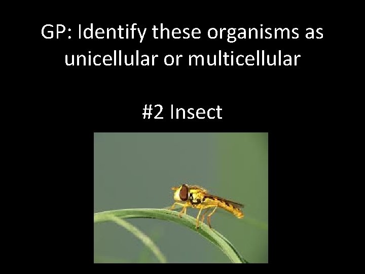 GP: Identify these organisms as unicellular or multicellular #2 Insect 