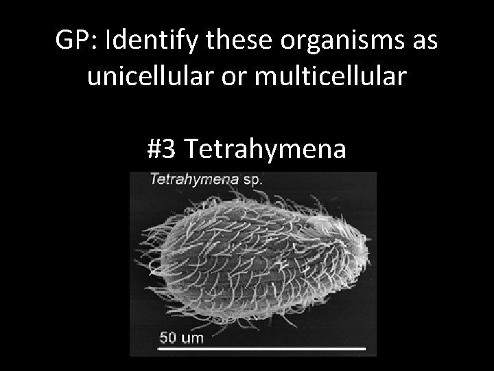 GP: Identify these organisms as unicellular or multicellular #3 Tetrahymena 