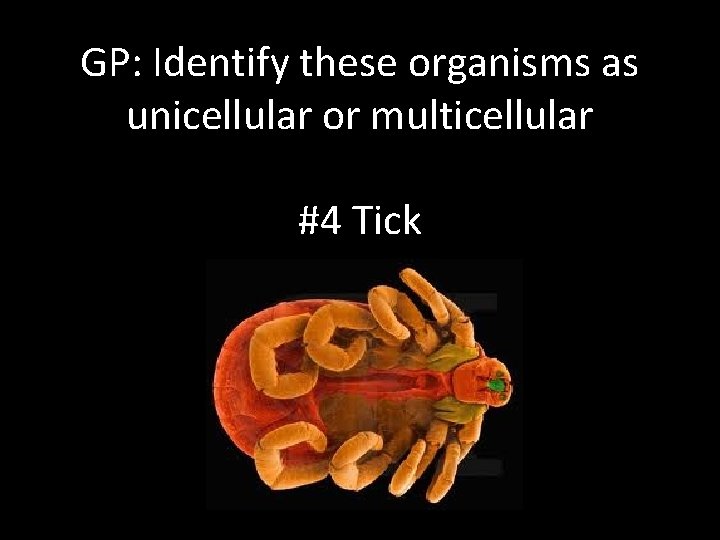 GP: Identify these organisms as unicellular or multicellular #4 Tick 