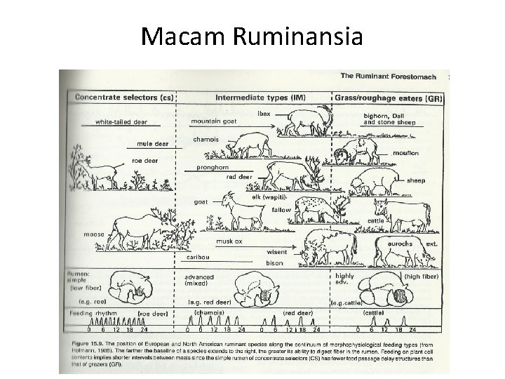 Macam Ruminansia 