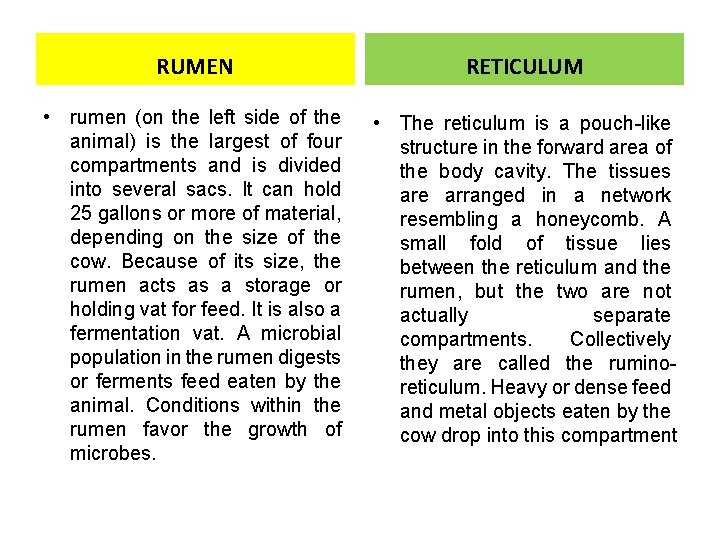 RUMEN RETICULUM • rumen (on the left side of the animal) is the largest