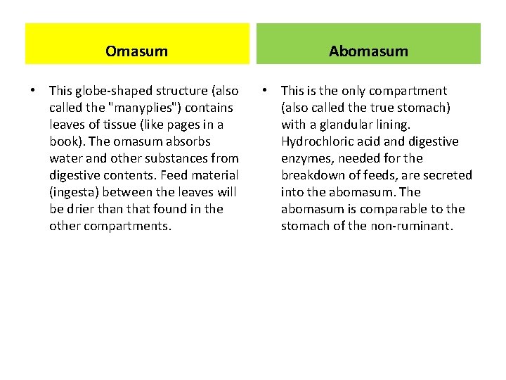 Omasum Abomasum • This globe-shaped structure (also called the "manyplies") contains leaves of tissue