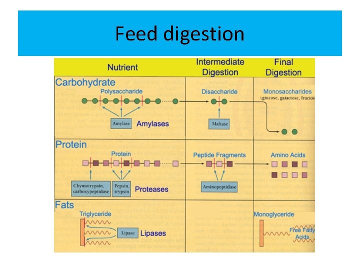 Feed digestion 