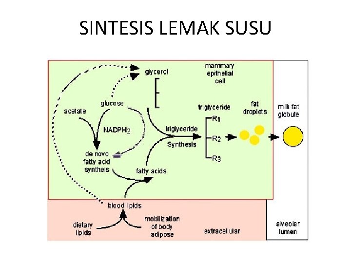 SINTESIS LEMAK SUSU 