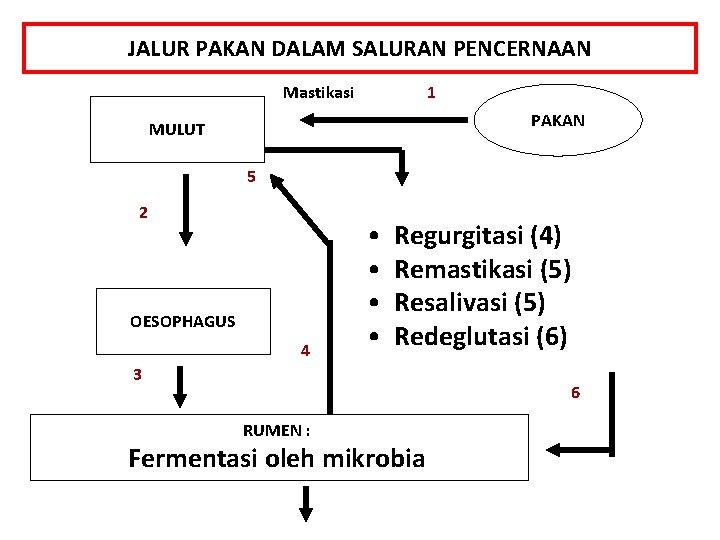 JALUR PAKAN DALAM SALURAN PENCERNAAN Mastikasi 1 PAKAN MULUT 5 2 OESOPHAGUS 4 •