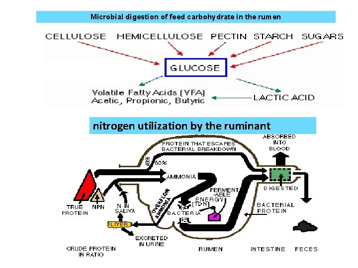 Microbial digestion of feed carbohydrate in the rumen nitrogen utilization by the ruminant 