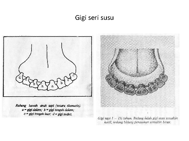 Gigi seri susu 