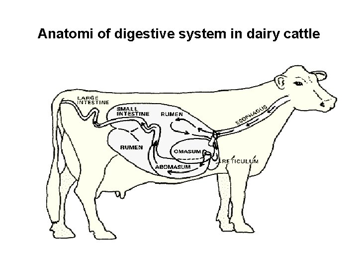 Anatomi of digestive system in dairy cattle 