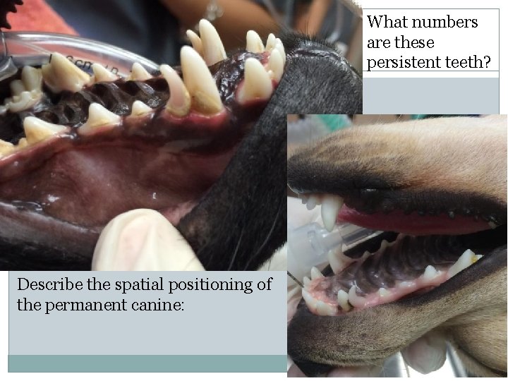 What numbers are these persistent teeth? Describe the spatial positioning of the permanent canine: