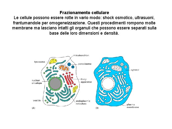 Frazionamento cellulare Le cellule possono essere rotte in vario modo: shock osmotico, ultrasuoni, frantumandole