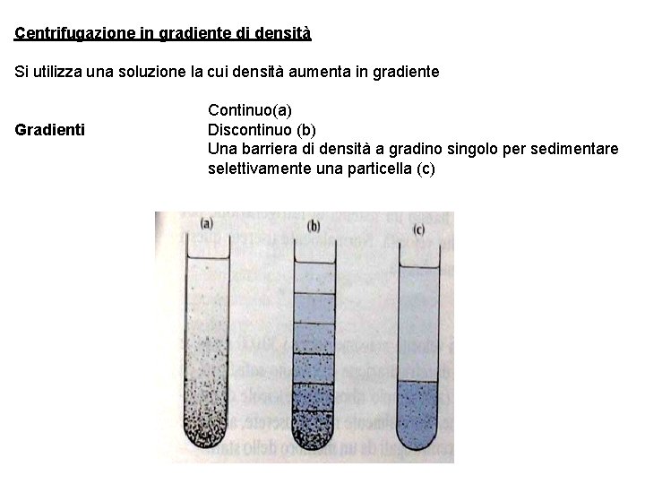 Centrifugazione in gradiente di densità Si utilizza una soluzione la cui densità aumenta in