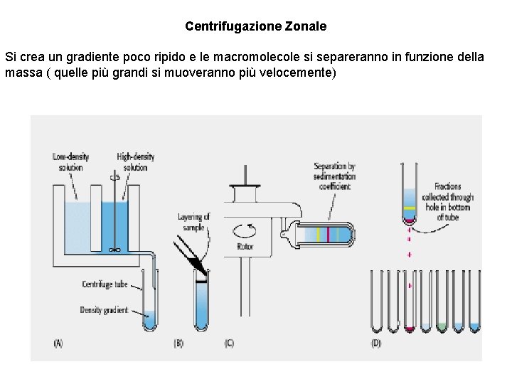 Centrifugazione Zonale Si crea un gradiente poco ripido e le macromolecole si separeranno in