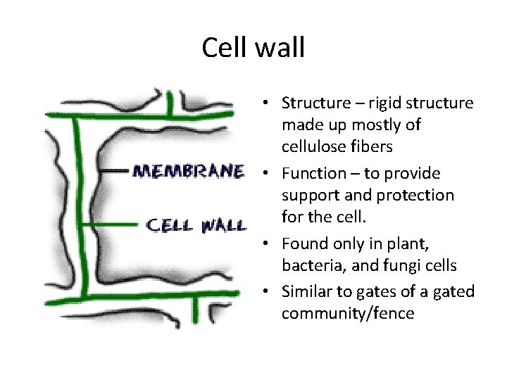 Cell wall • Structure – rigid structure made up mostly of cellulose fibers •